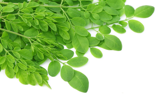 ISU KEBAIKAN MORINGA: SAKIT KERANA GEMUK?